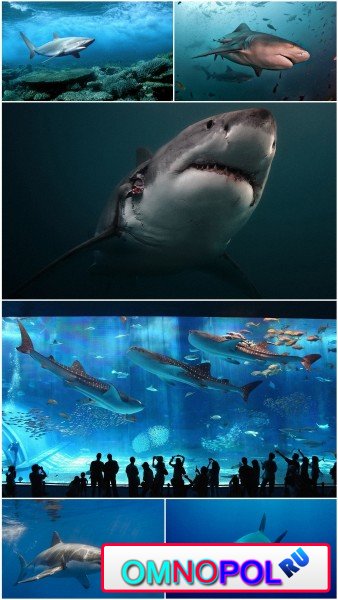 HD Shark wallpapers
