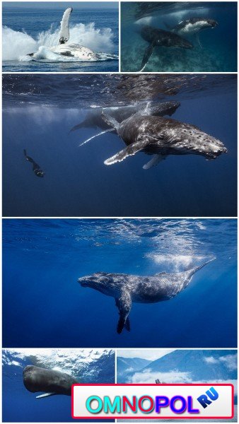 Whale hd wallpaper collection