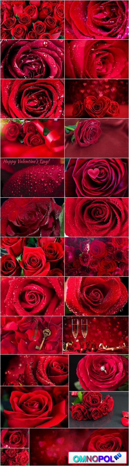 Rose background is Valentines Day gift petal red flower 25 HQ Jpeg